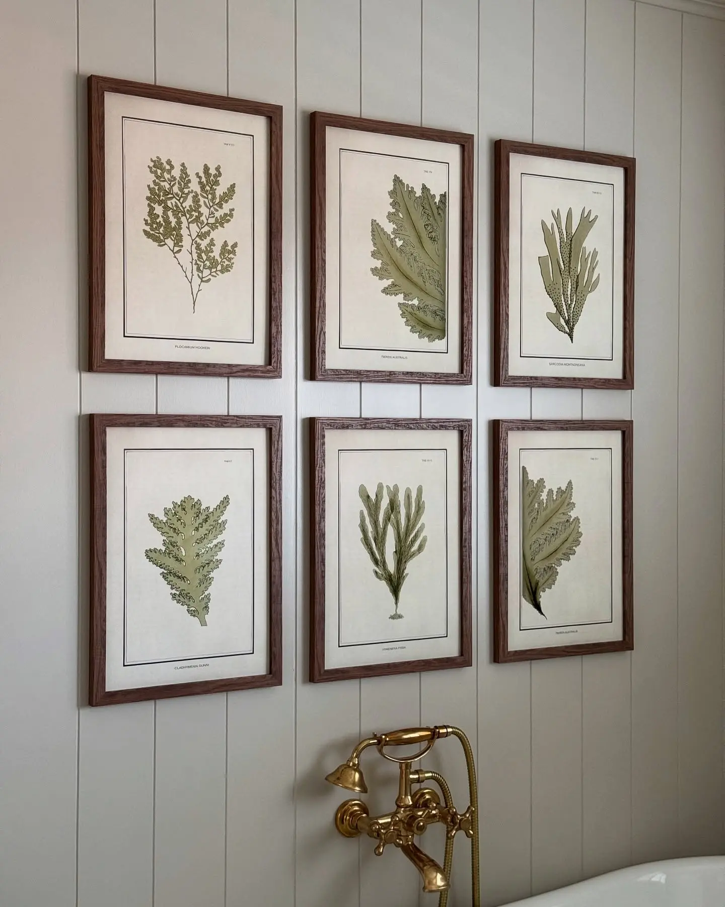 A set of six framed vintage-style botanical illustrations of various seaweed species, hung in a grid over a tub in a beadboard-paneled bathroom.