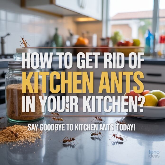 How to Get Rid of Ants in Kitchen How to Get Rid of Ants in Kitchen